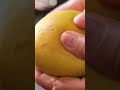 Easy trick of extracting max mango pulp for #Mangolicious recipes! 🥭 #mangopulp #sanjeevkapoor  - 00:22 min - News - Video