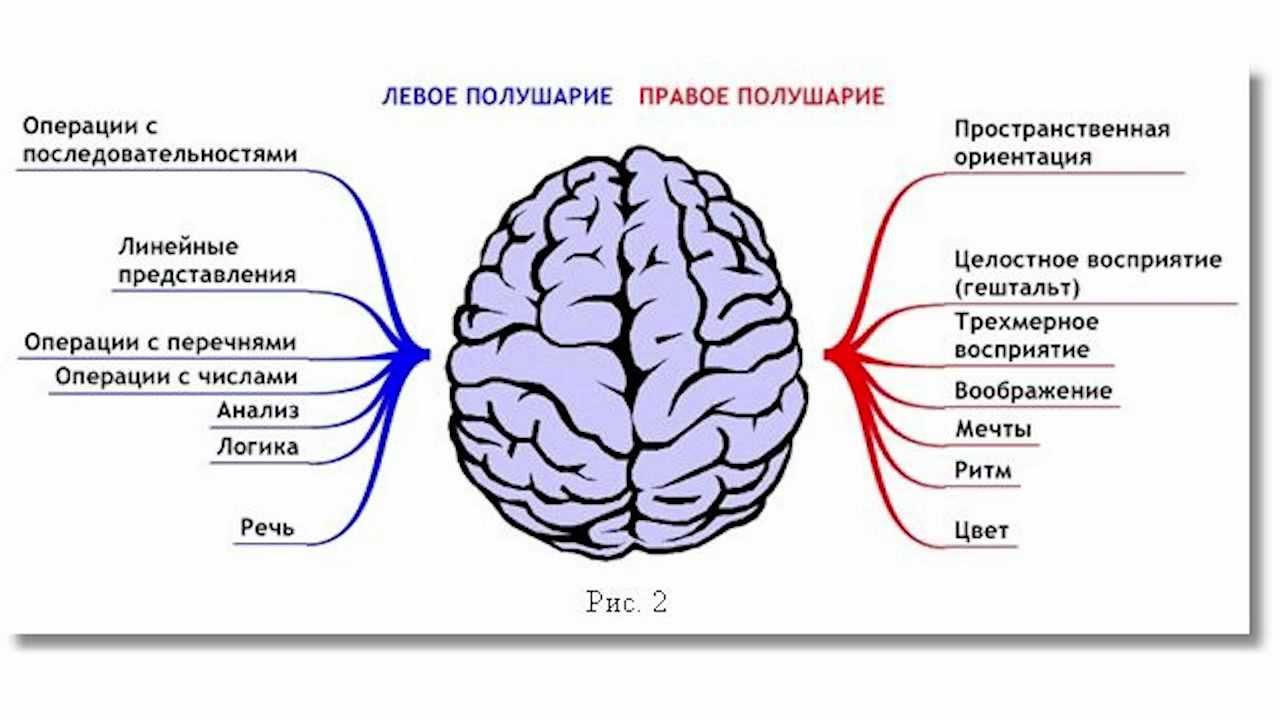 Мозг Два Полушария Картинки