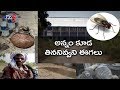 Report: These flies are as dangerous as Rajamouli Eega