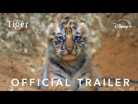 Tiger'