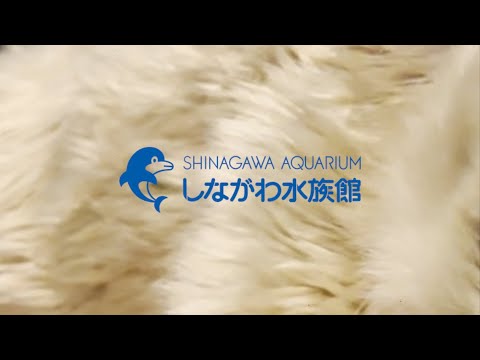 嬉しいお知らせ②@しながわ水族館