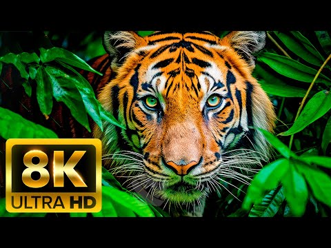 EXPLORING CREATURES JUNGLE - 8K (60FPS) ULTRA HD - With Nature Sounds (Colorfully Dynamic)