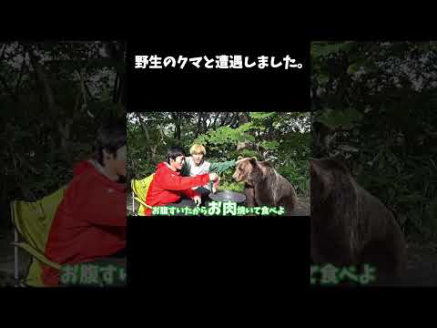 クマに遭遇しました#shorts