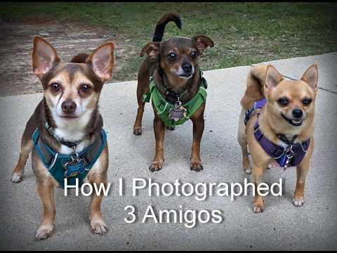 How I photographed 3 Amigo/Chihuahuas
