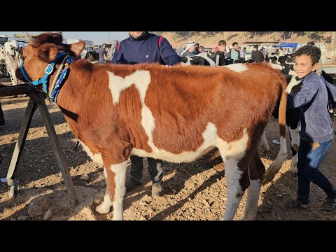 سوق البقر اليوم في بشمارون بكاكير والدة كفالة ٣٠كيلو حركة السوق بتاريخ 11/1لتواصل معنا 0997192642