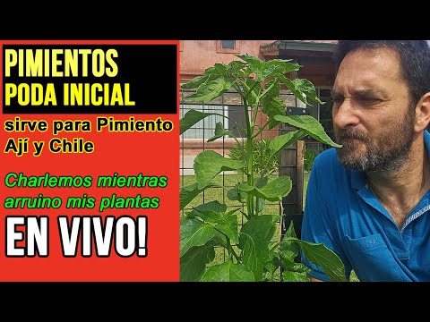 Poda de pimientos  EN VIVO #IRL #VIVO