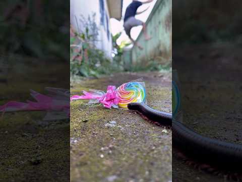 Enough waiting, I’ll break the silence if that’s what it takes#shortvideo#millipedes