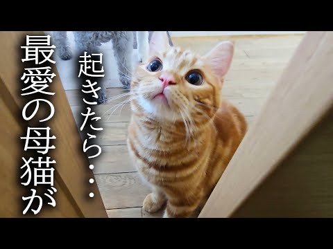 「母猫がいない！」と大泣きして必死に探し回る子猫がこちらです...
