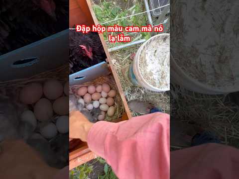 #shorts thăm gà đang ấp #cuocsonguc