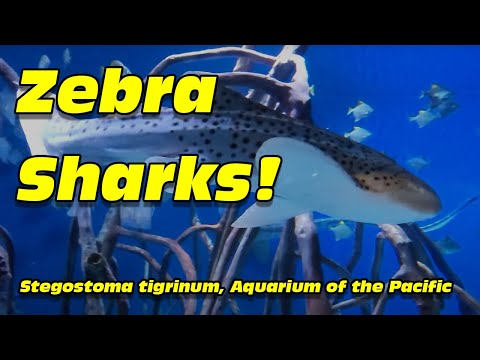 Zebra sharks, Stegostoma tigrinum, at the Aquarium of the Pacific
