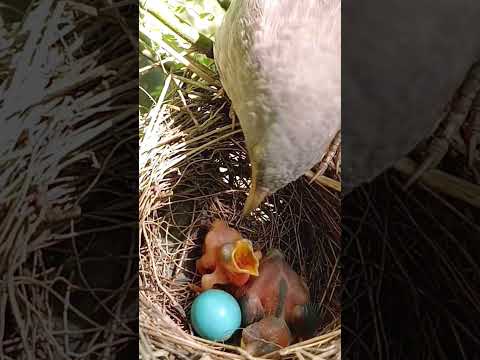 There is a cuckoo baby in the wild babbler bird’s nest (p 1) #shorts