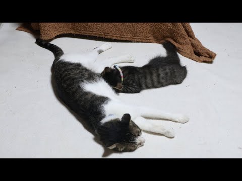もみもみクロの癒し動画｜かわいい猫の仕草と癒しの瞬間 サムネイル