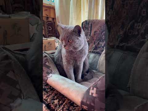 Британский кот