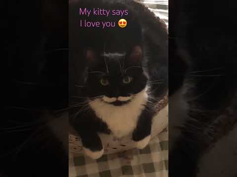 My Kitty says I love you #cat