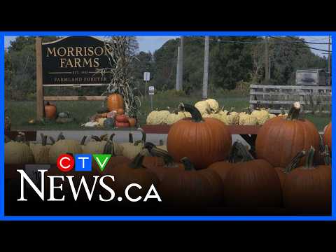 Pumpkin season arrives in Simcoe County