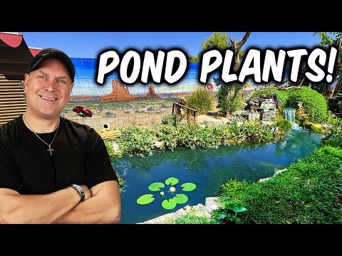 Arizona Backyard Jungle Pond I'm with CAC Paul Holdeman of The Pond Gnome @Pondgnome out of Peoria, Arizona to visit his customer