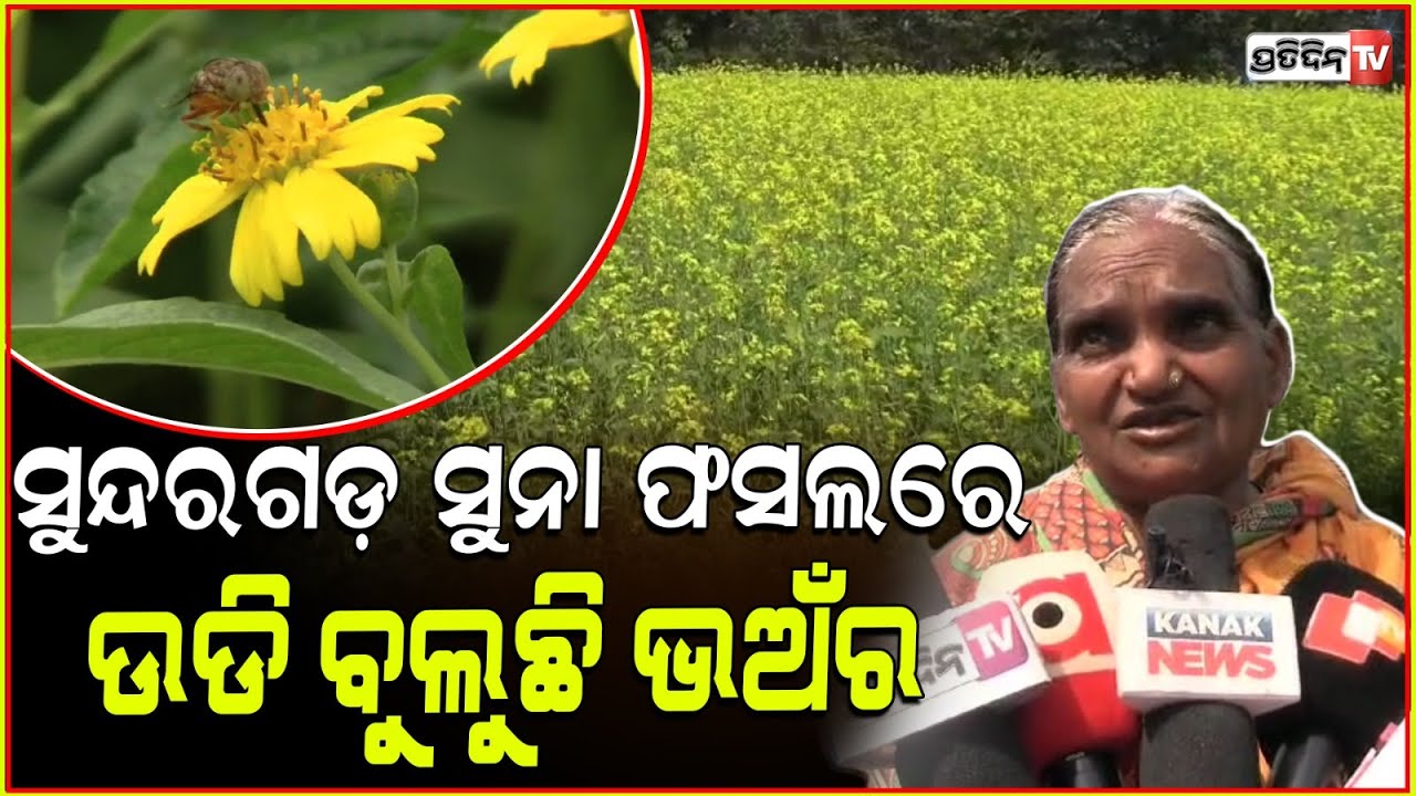 କୋଇଡା: ପାହାଡିଆ ପଥୁରିଆ କଦମଡିହି ଭୁଇଁରେ ହସୁଛି ସୁନାର ଫସଲ! mustard and castor field of koida, sundargarh.