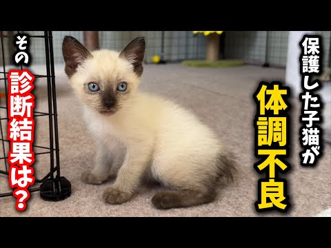 子猫の体調不良を見つけたら動物病院に相談しましょう サムネイル