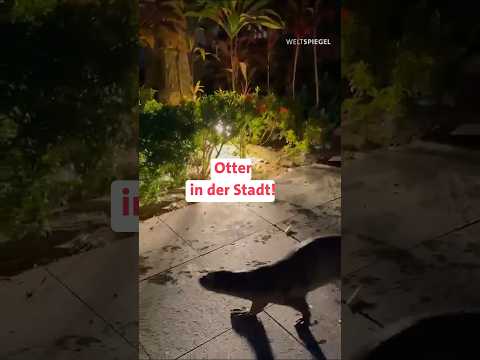 Singapur: Otter in der Stadt!