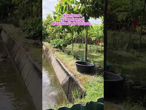 วันนี้บรรยากาศดีทำงานสบายๆ..#เลี้ยงปลาในคลองไส้ไก่ #เกษตรผสมผสาน #ธรรมชาติบำบัด #canal #nature