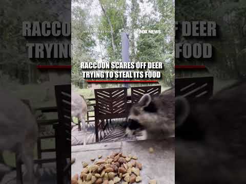 Click to play Video