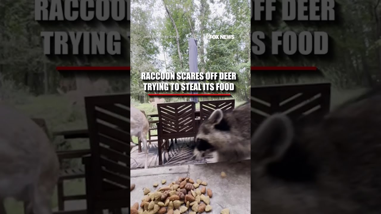 Raccoon SCARES OFF deer trying to steal its food