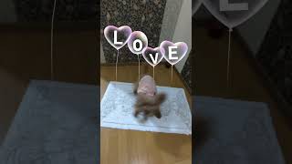 ＜保護犬 トイプードル＞#shorts  #dog #pets