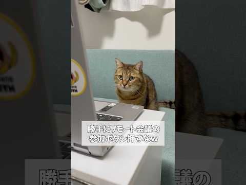 会社のリモート会議に代行で猫の手をお借りしてみた