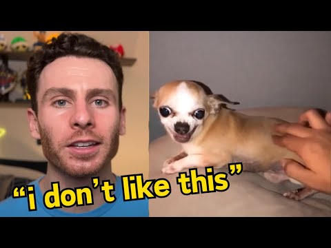 The CRAZIEST Chihuahua Video Compilation On The Internet