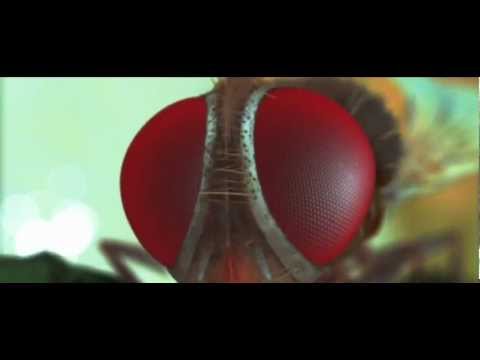 Eega'