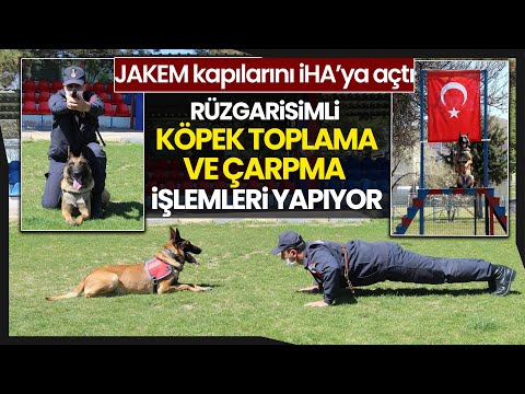 JAKEM’in Köpekleri Görenleri Şaşırtıyor… Matematik İşlemi Yapıp, Şınav ve Mekik Çekebiliyorlar