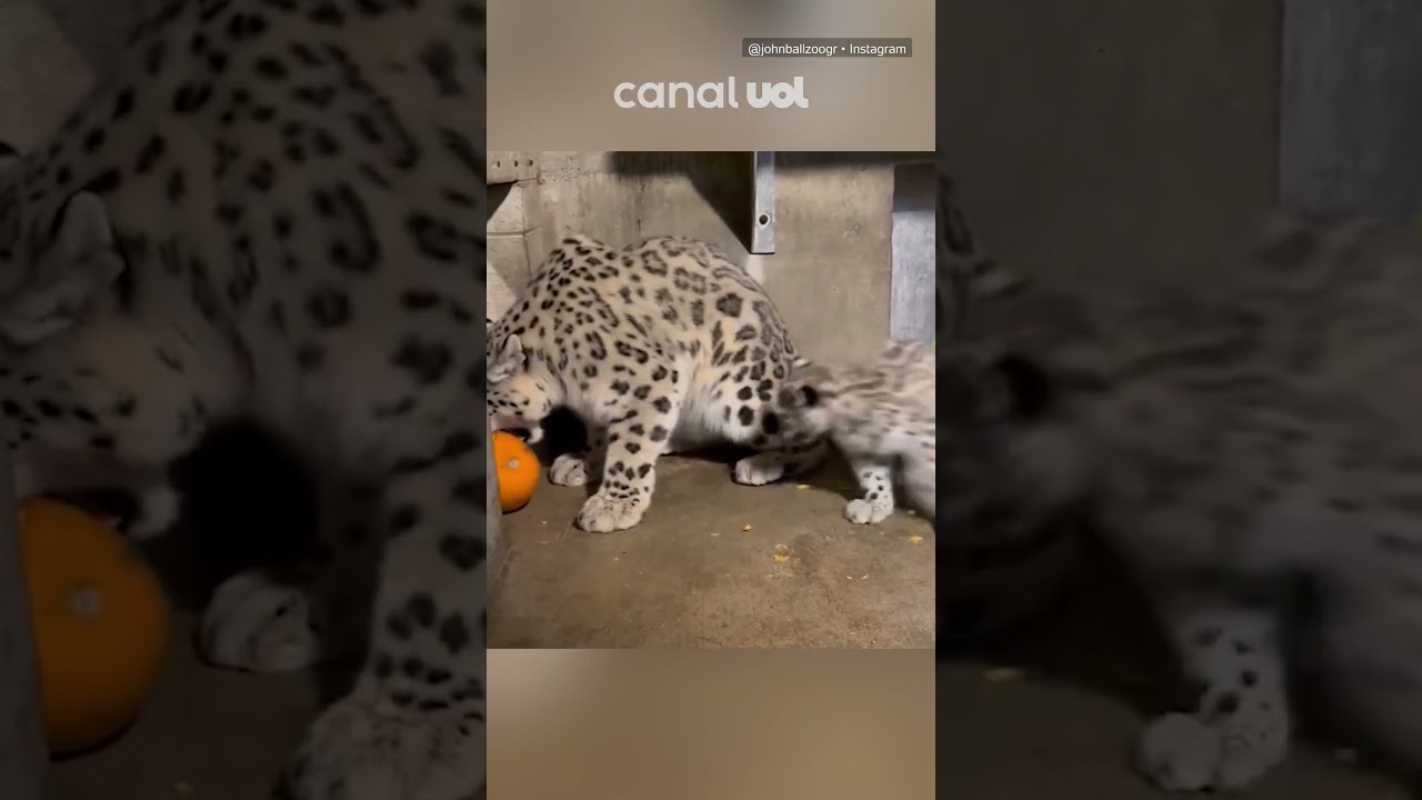 Filhote de leopardo nos EUA brinca pela primeira vez com abóbora; veja vídeo