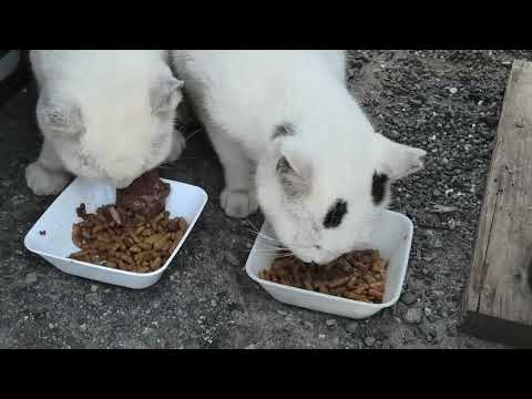 林崎漁港内地域猫茶白一家2025 8 20a