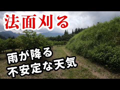 ウサギ山法面草刈り