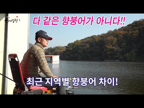 양어장 73 최근 지역별 향붕어 차이 강좌2024 11 12