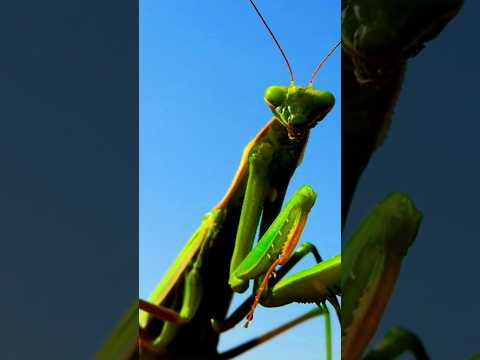 Опасен ли БОГОМОЛ для человека!? #богомол #mantis #насекомые
