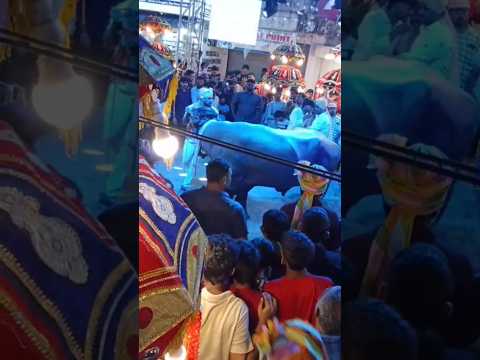#,sadar#celebration#yadavs#golkonda#buffalo#