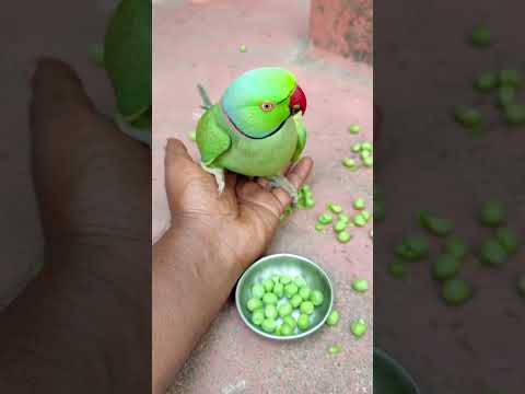 mithu talking parrot sitting in my hands 😍😍 #talkingparot #parrot #petbird #parrotlet