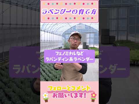 ラベンダーフェノミナル　おすすめ！ｂｙ園芸チャンネル　805 #園芸 #ガーデニング #初心者