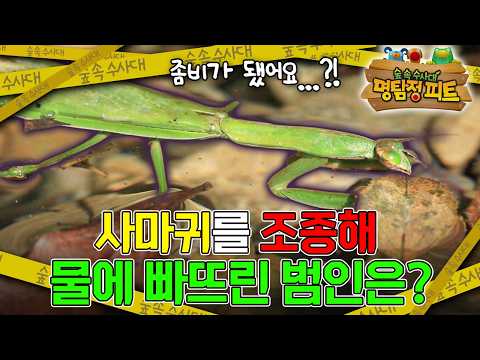 ｜명탐정 <strong>피트</strong>｜키즈｜[EBS놀이터]