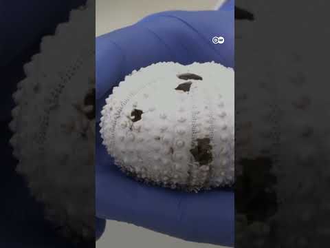 Sea urchin die-off imperils coral reefs | DW News