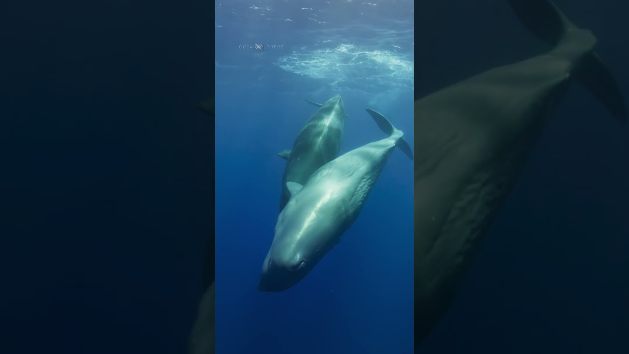 Time sure flies when you’re diving with whales 🤯 #OceanXplorers #diving