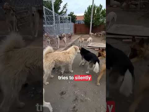 Alpha Dog Corrects an Aggressive Dog!