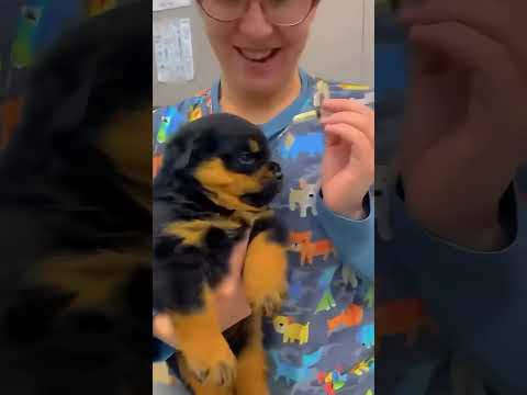 Funny and cute dogs  #dog #funny #pets #puppy #dogs #puppies #dogshorts #cutedog