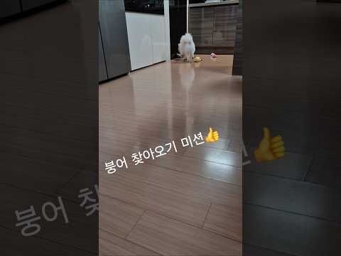 #shorts #포메라니안 #개인기#추천#반려견