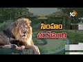 Tirupati Zoo Park Lion Incident | జూపార్కు క్యూరేటర్ సెల్వంతో ఫేస్ టు ఫేస్ | 10TV News  - 04:58 min - News - Video