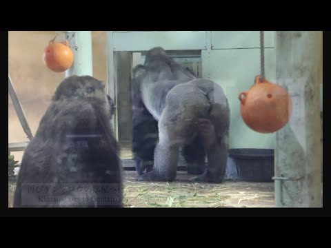 ゲンタロウの部屋に行ったキンタロウが気になり、こっそり部屋を覗く父モモタロウ？⭐️ゴリラGorilla【京都市動物園】Momotaro peeks at what his sons are doing