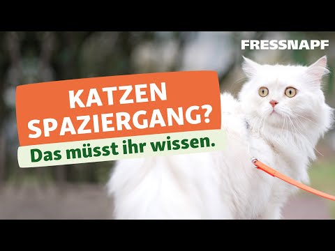 Katze Gassi gehen | Katzentraining | FRESSNAPF