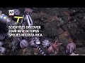 Scientists discover 4 new octopus species in Costa Rica  - 01:13 min - News - Video