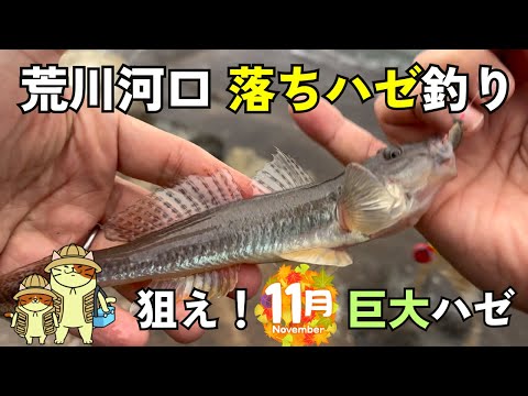 荒川河口「落ちハゼ釣り」｜11月の荒川で巨大ハゼを狙ってみたら結果はまさかの・・